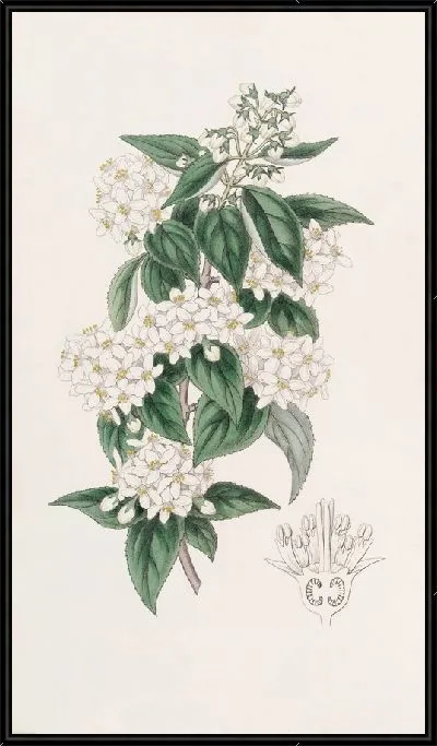 Картина Дейция широкотычинчатая (1815-1819)