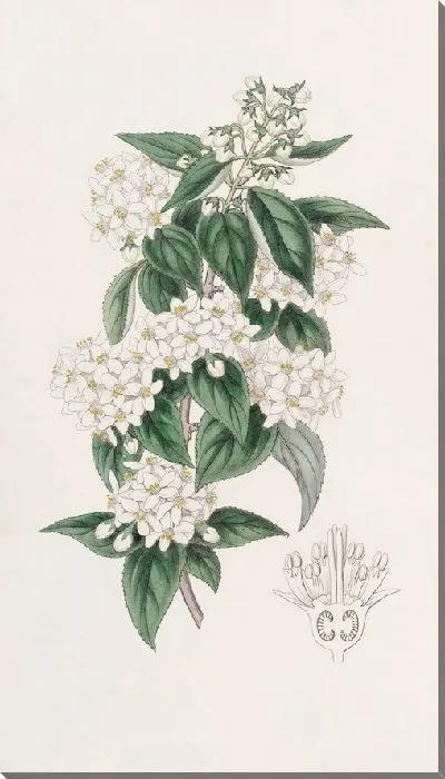 Картина Дейция широкотычинчатая (1815-1819)