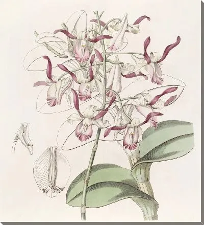 Картина Дендробиум бычьеголовый (1815-1819)