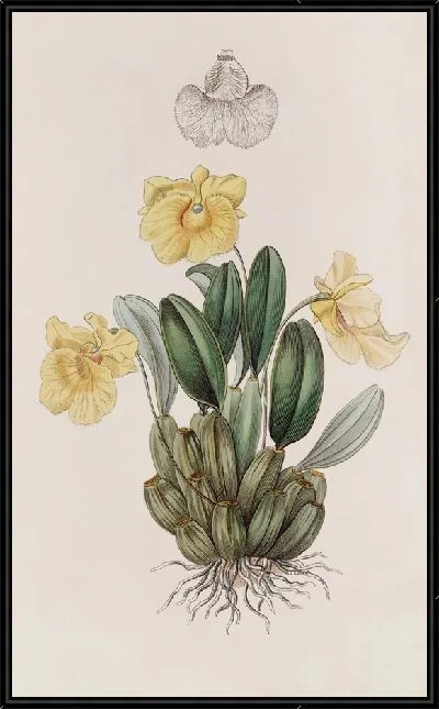 Картина Дендробиум капитана Дженкинса (1815-1819)