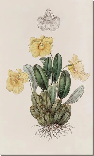 Картина Дендробиум капитана Дженкинса (1815-1819)