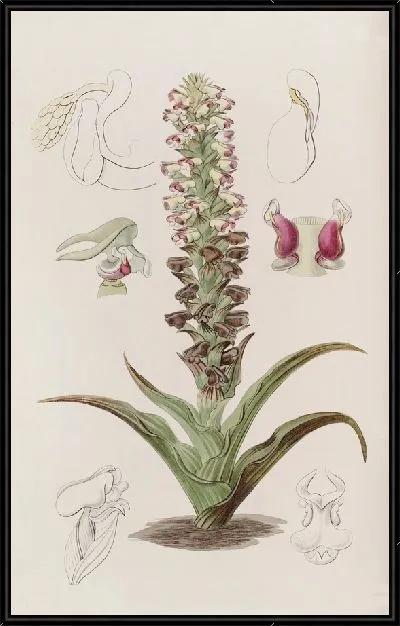 Картина Заразиха Корициум (1815-1819)