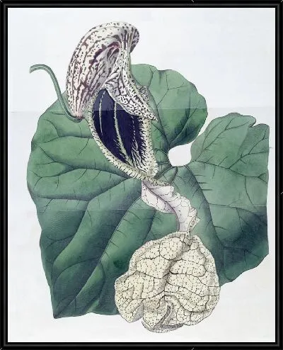 Картина Зверобой ладьевидный (1815-1819)