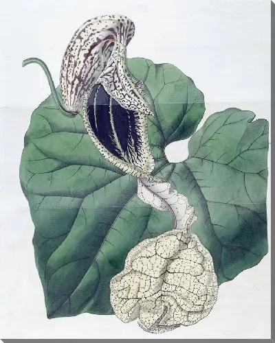 Картина Зверобой ладьевидный (1815-1819)