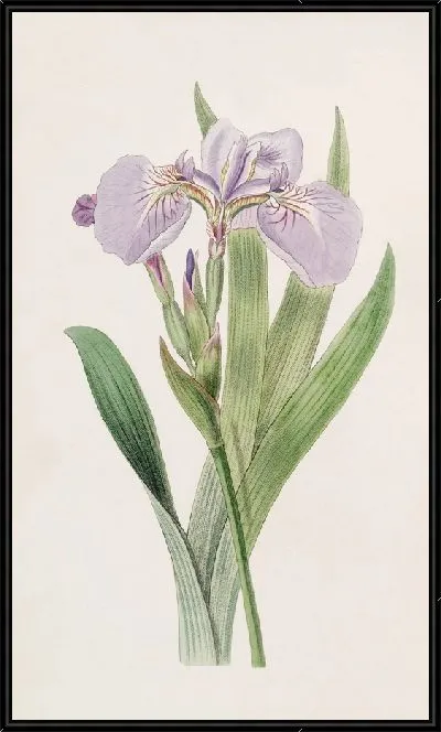 Картина Ирис со щетинками (1815-1819)