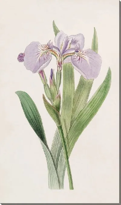 Картина Ирис со щетинками (1815-1819)