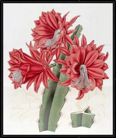 Картина Кактус кирпично-красный гибридный (1815-1819)