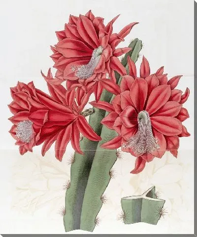 Картина Кактус кирпично-красный гибридный (1815-1819)