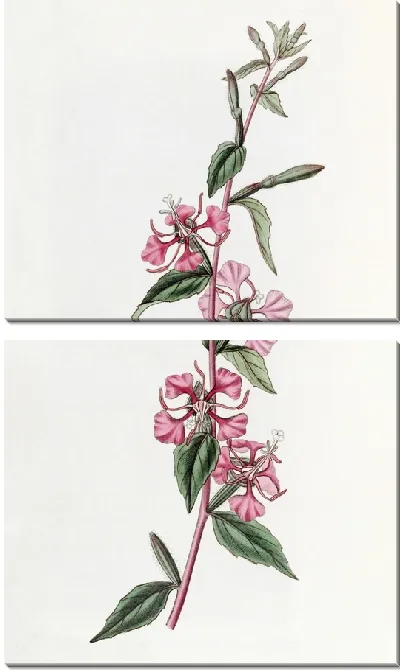 Картина Калифорнийка Кларкия (1815-1819)
