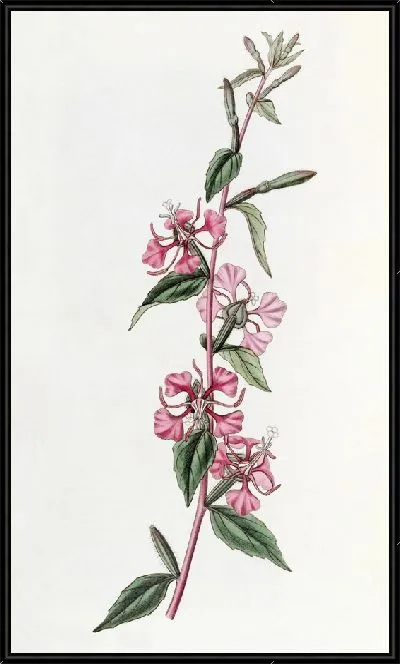 Картина Калифорнийка Кларкия (1815-1819)