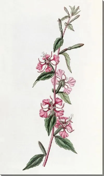 Картина Калифорнийка Кларкия (1815-1819)