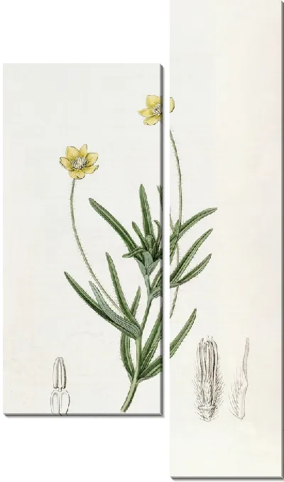 Картина Калифорнийский Платистемон (1815-1819)
