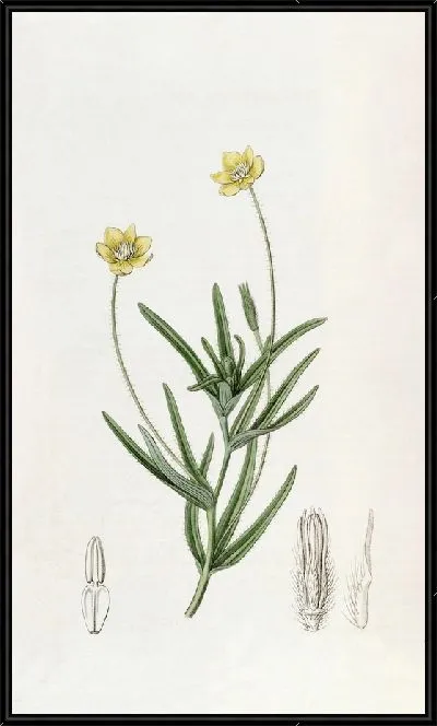 Картина Калифорнийский Платистемон (1815-1819)