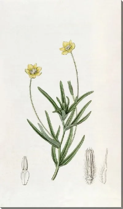 Картина Калифорнийский Платистемон (1815-1819)