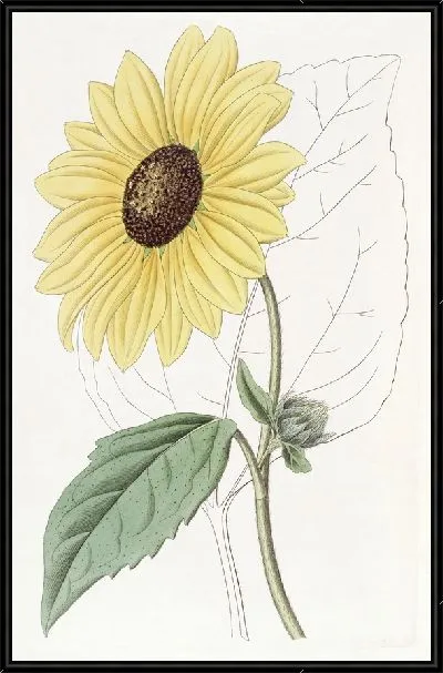 Картина Калифорнийский подсолнух (1815-1819)