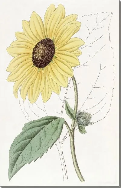 Картина Калифорнийский подсолнух (1815-1819)