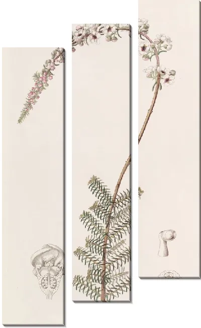 Картина Камфоровник Бабингтония (1815-1819)