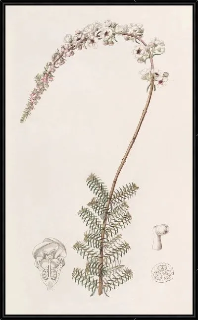 Картина Камфоровник Бабингтония (1815-1819)
