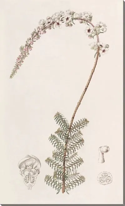 Картина Камфоровник Бабингтония (1815-1819)