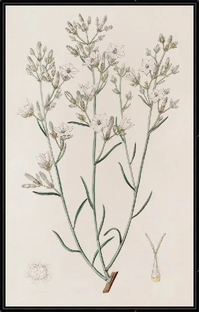 Картина Канарский палисандр (1815-1819)