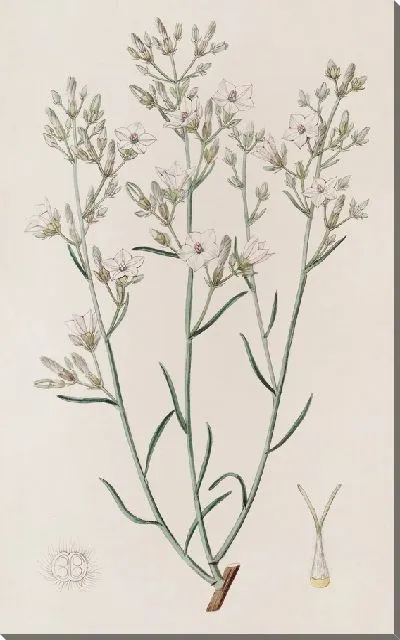 Картина Канарский палисандр (1815-1819)