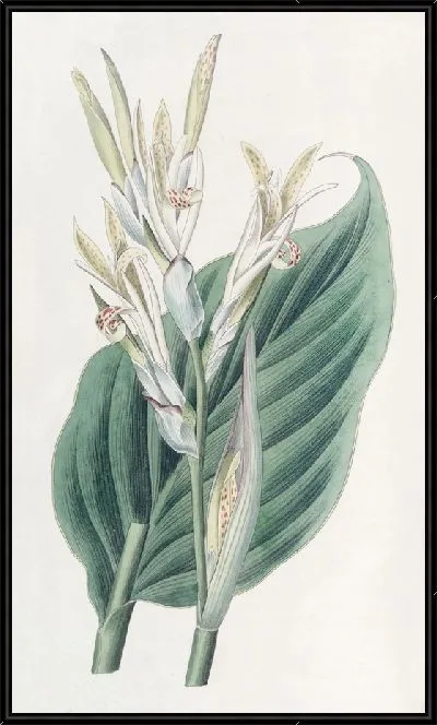 Картина Канна Лагунская (1815-1819)