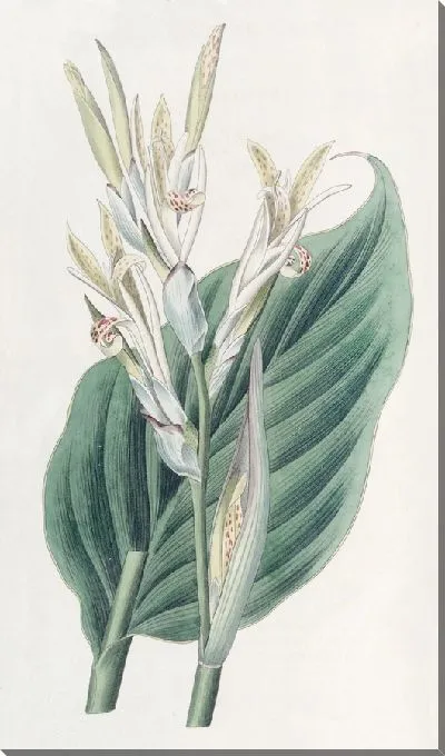 Картина Канна Лагунская (1815-1819)