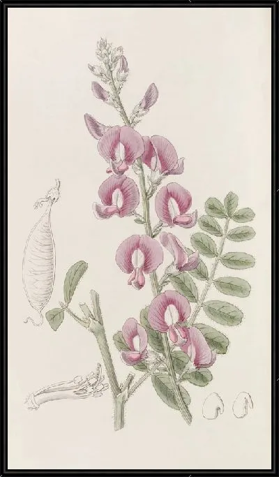 Картина Капитан Грей Суэйнсона (1815-1819)