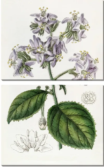 Картина Караккас Вигандия (1815-1819)