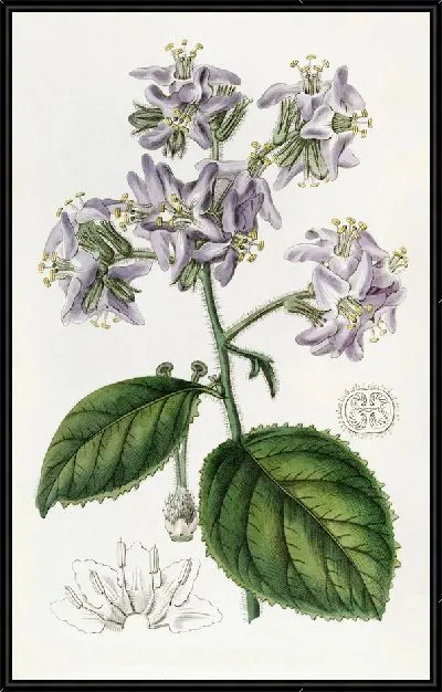 Картина Караккас Вигандия (1815-1819)