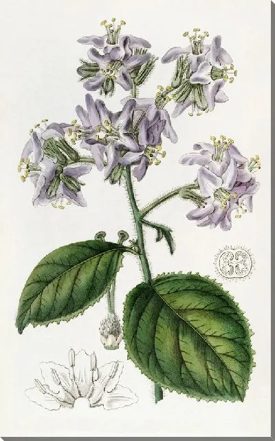 Картина Караккас Вигандия (1815-1819)