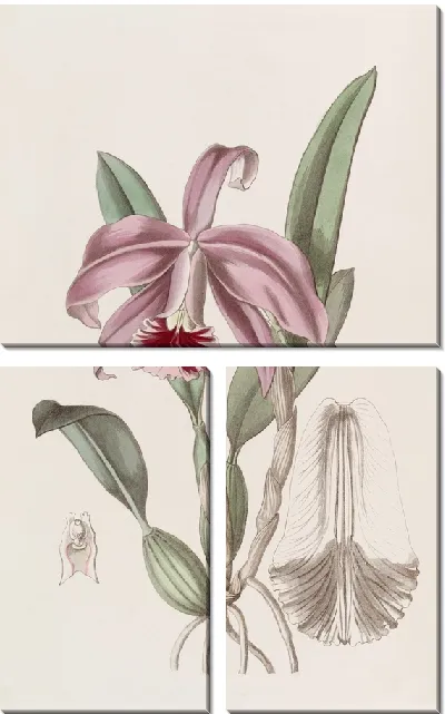 Картина Каттлея карликовая с каймой (1815-1819)