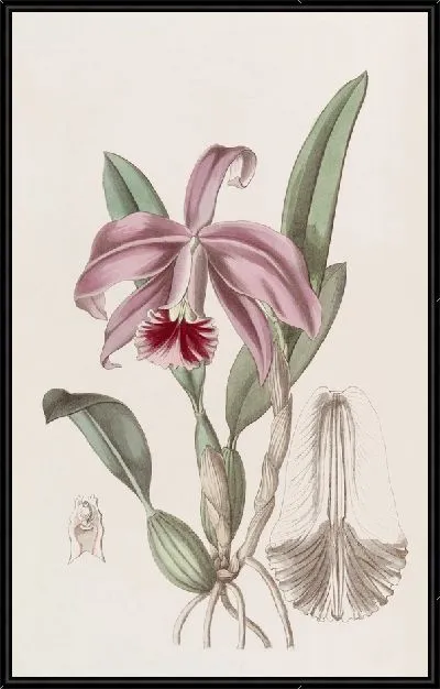 Картина Каттлея карликовая с каймой (1815-1819)