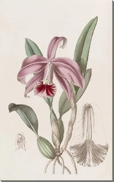 Картина Каттлея карликовая с каймой (1815-1819)