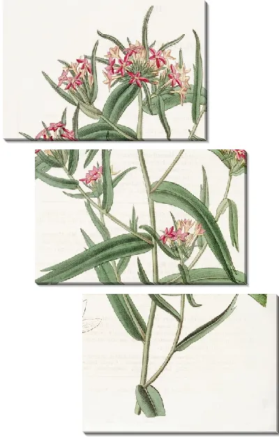 Картина Кирпично-красная Колломия (1815-1819)
