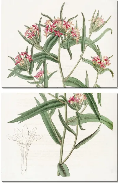 Картина Кирпично-красная Колломия (1815-1819)