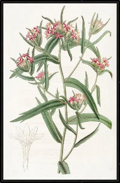 Картина Кирпично-красная Колломия (1815-1819)