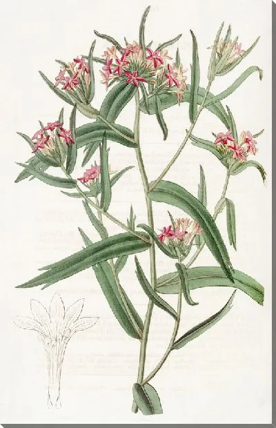 Картина Кирпично-красная Колломия (1815-1819)