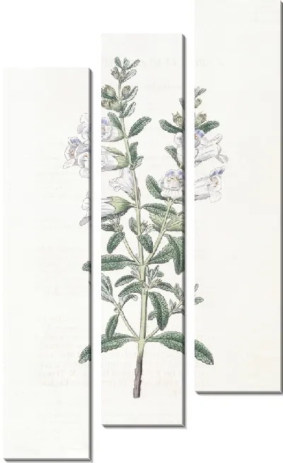 Картина Колокольчатая сфацеле (1815-1819)