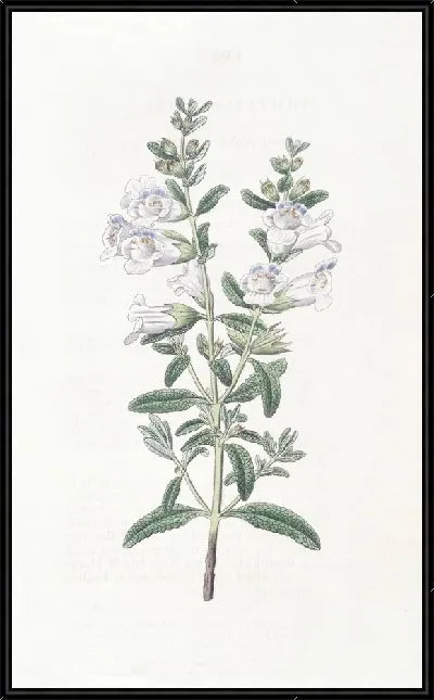 Картина Колокольчатая сфацеле (1815-1819)