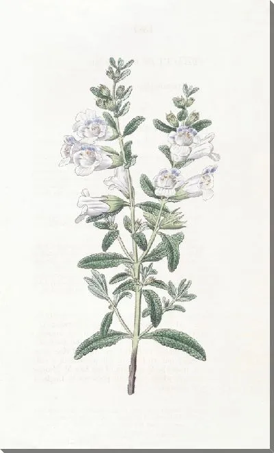 Картина Колокольчатая сфацеле (1815-1819)