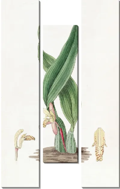 Картина Коричневая Максиллярия (1815-1819)