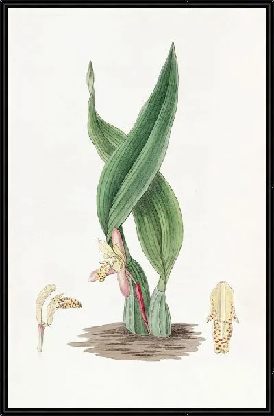 Картина Коричневая Максиллярия (1815-1819)