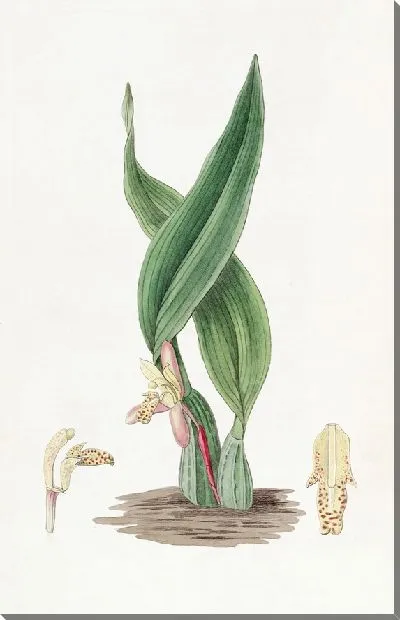 Картина Коричневая Максиллярия (1815-1819)
