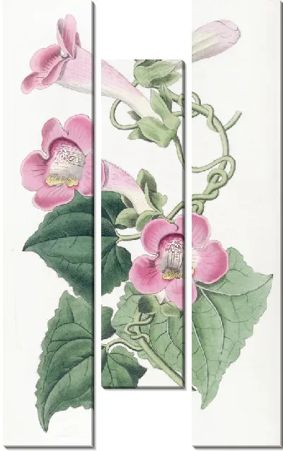 Картина Краснеющий лофосспермум (1815-1819)