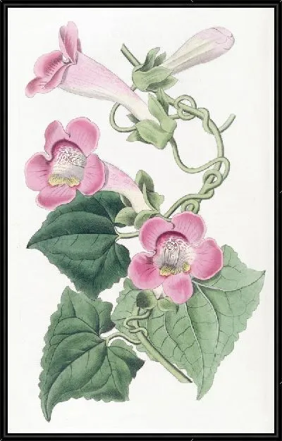 Картина Краснеющий лофосспермум (1815-1819)