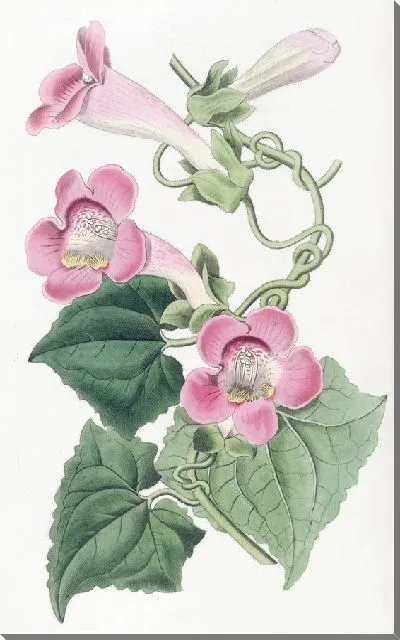 Картина Краснеющий лофосспермум (1815-1819)