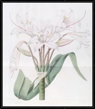 Картина Кринум широколистный (1815-1819)