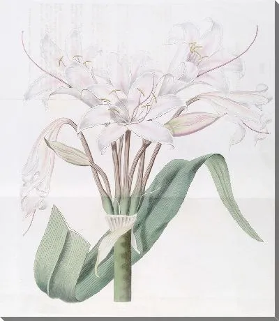 Картина Кринум широколистный (1815-1819)