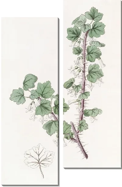 Картина Крыжовник щетинистый (1815-1819)